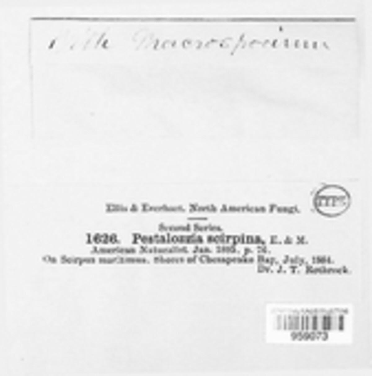 Pestalotiopsis scirpina image